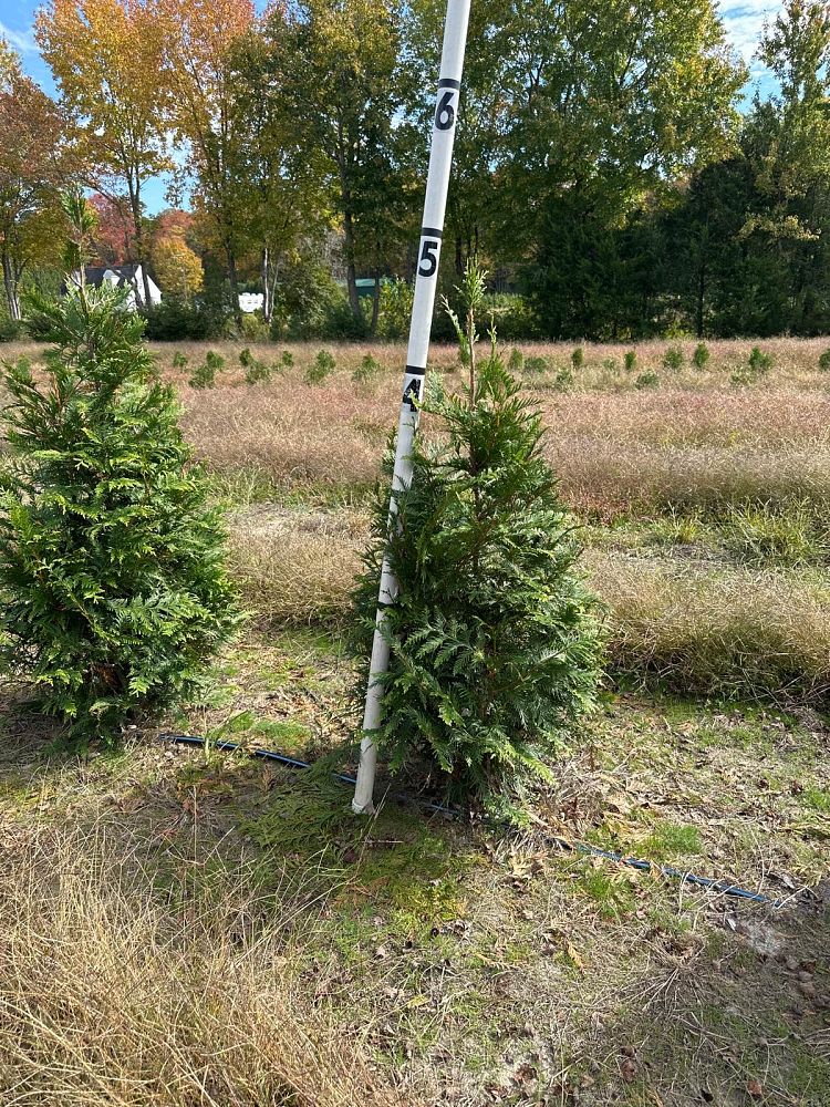 thuja-plicata-green-giant-western-red-cedar-giant-arborvitae
