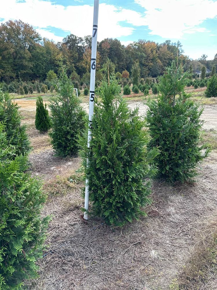 thuja-plicata-green-giant-western-red-cedar-giant-arborvitae