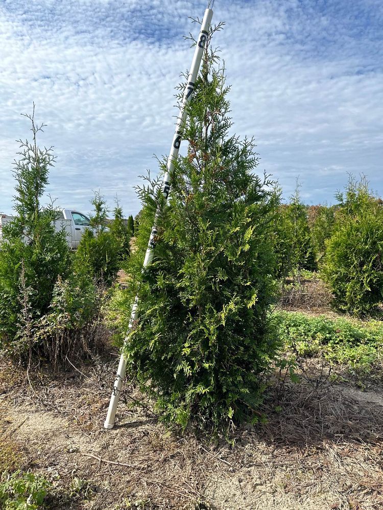 thuja-plicata-green-giant-western-red-cedar-giant-arborvitae