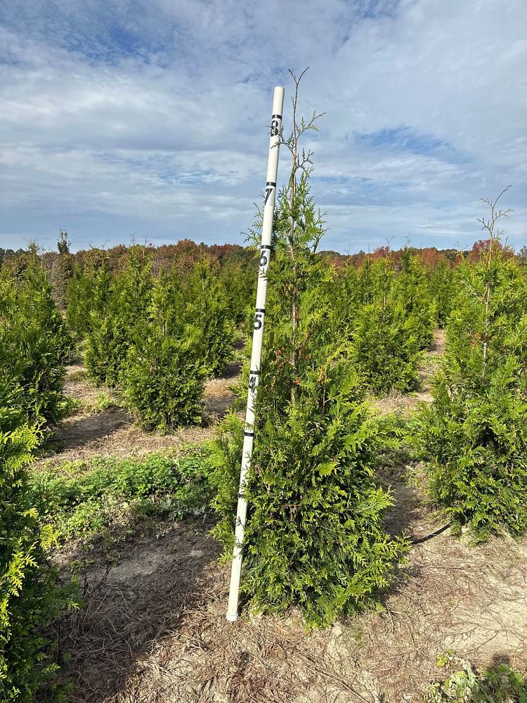 thuja-plicata-green-giant-western-red-cedar-giant-arborvitae