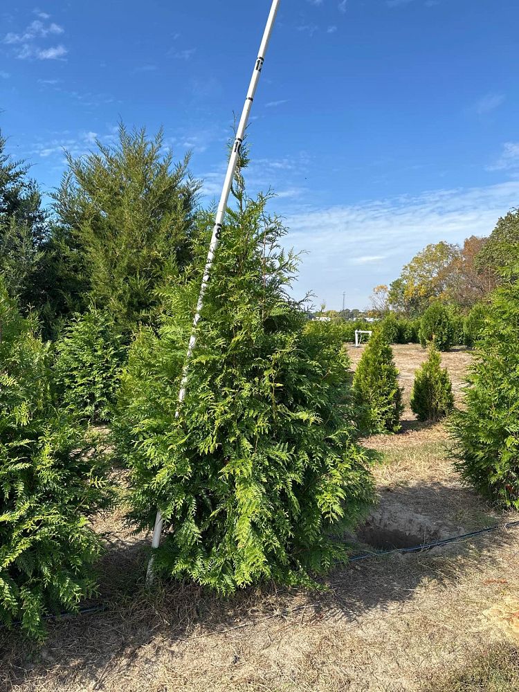 thuja-plicata-green-giant-western-red-cedar-giant-arborvitae