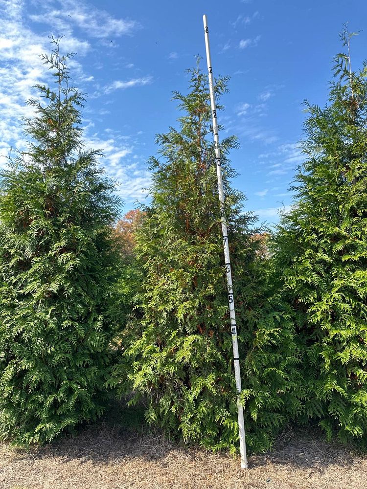thuja-plicata-green-giant-western-red-cedar-giant-arborvitae