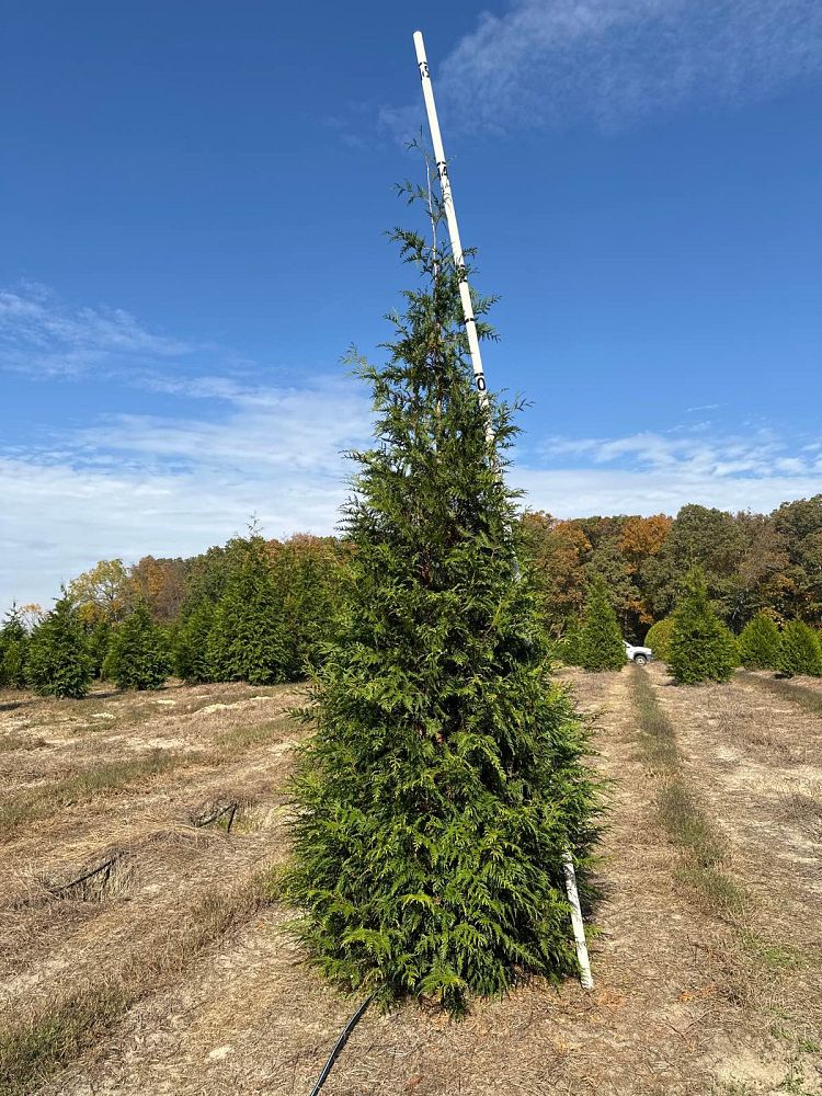 thuja-plicata-green-giant-western-red-cedar-giant-arborvitae
