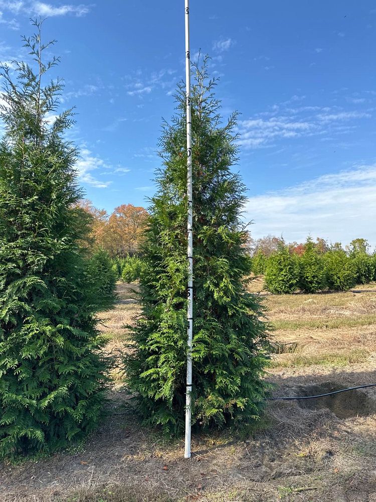 thuja-plicata-green-giant-western-red-cedar-giant-arborvitae
