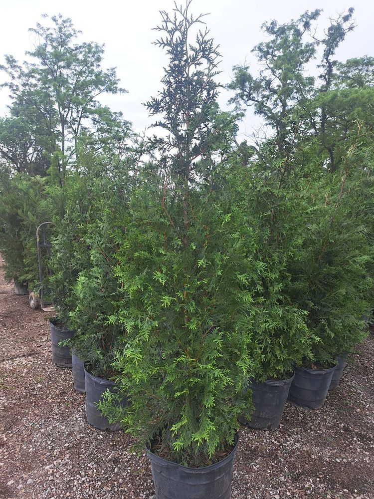 thuja-plicata-green-giant-western-red-cedar-giant-arborvitae