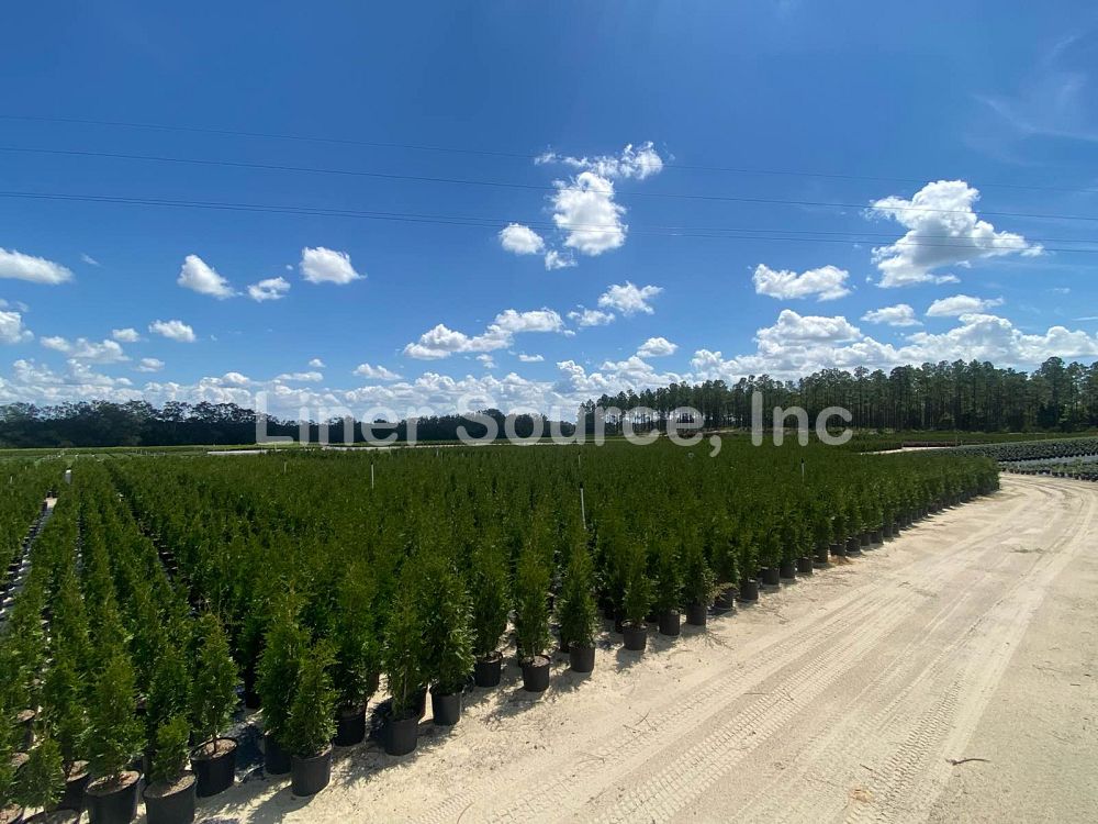 thuja-plicata-green-giant-western-red-cedar-giant-arborvitae