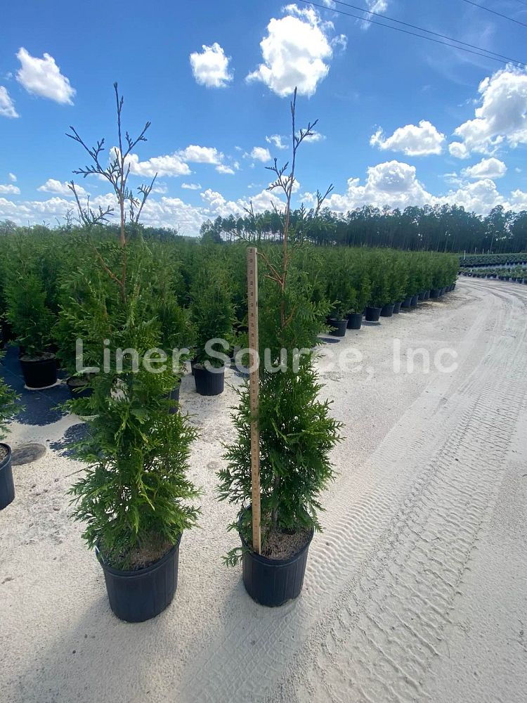 thuja-plicata-green-giant-western-red-cedar-giant-arborvitae