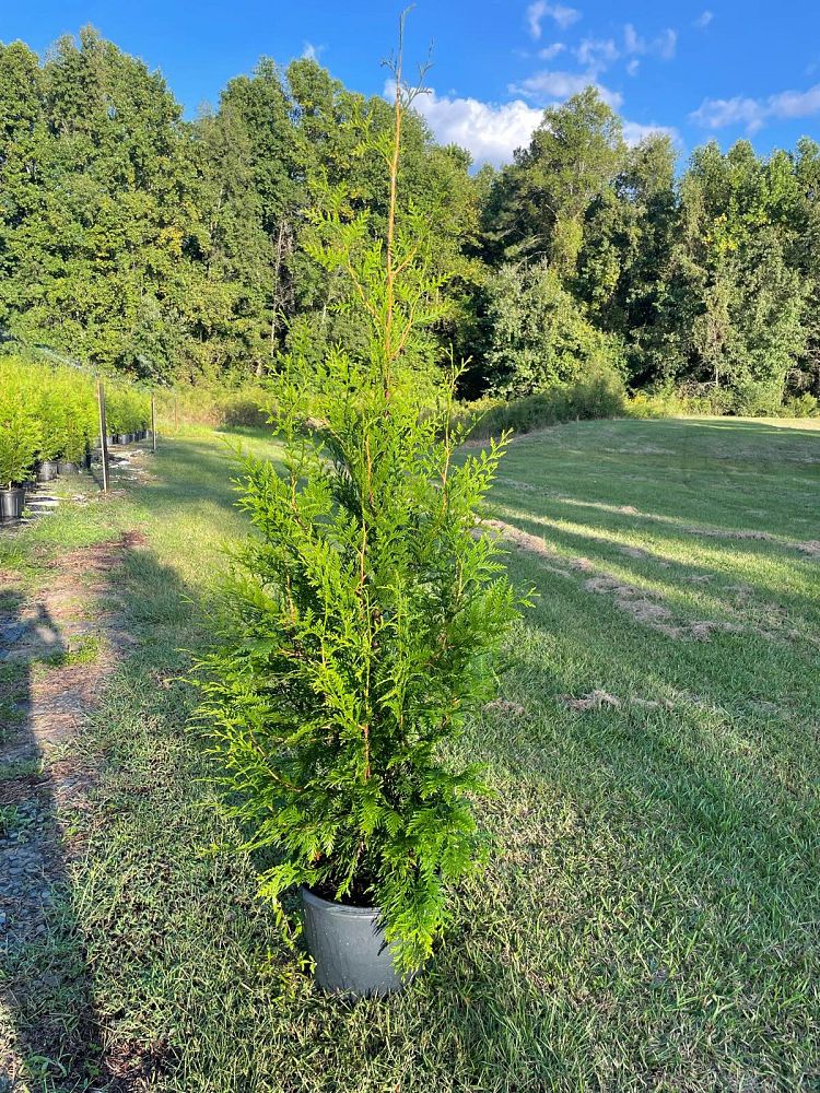 thuja-plicata-green-giant-western-red-cedar-giant-arborvitae