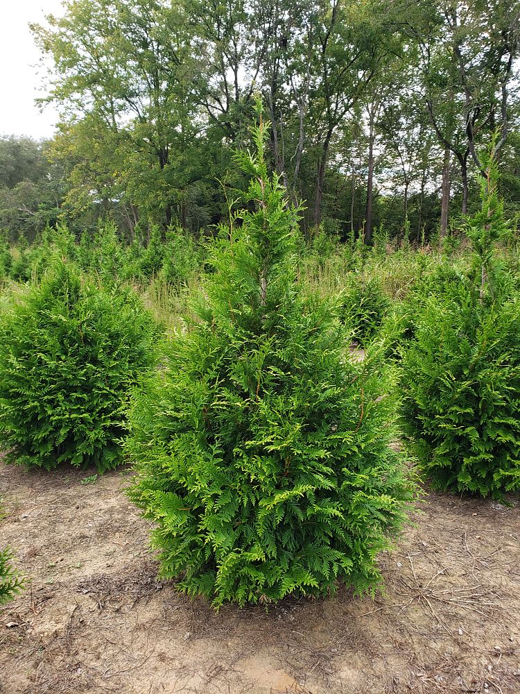 thuja-plicata-green-giant-western-red-cedar-giant-arborvitae