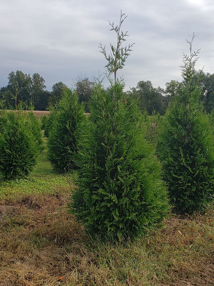 thuja-plicata-green-giant-western-red-cedar-giant-arborvitae