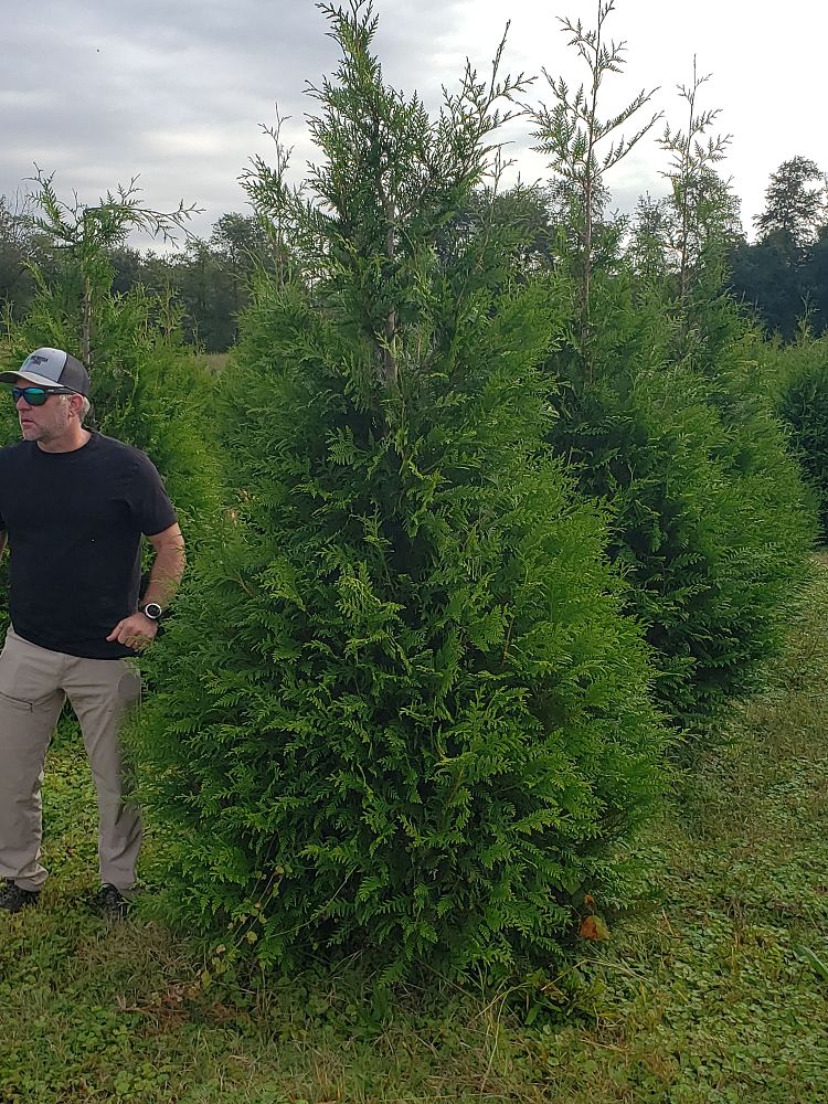 thuja-plicata-green-giant-western-red-cedar-giant-arborvitae