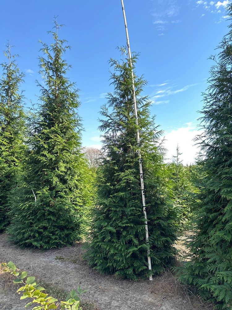 thuja-plicata-green-giant-western-red-cedar-giant-arborvitae