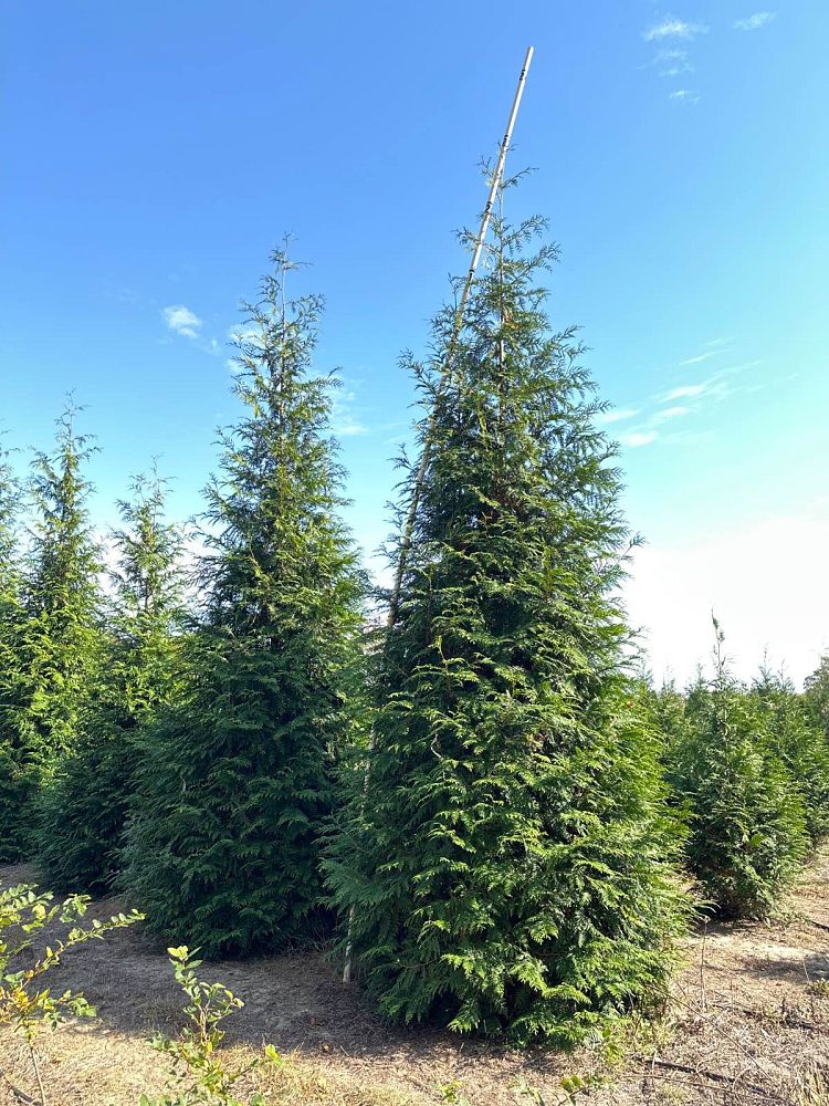 thuja-plicata-green-giant-western-red-cedar-giant-arborvitae