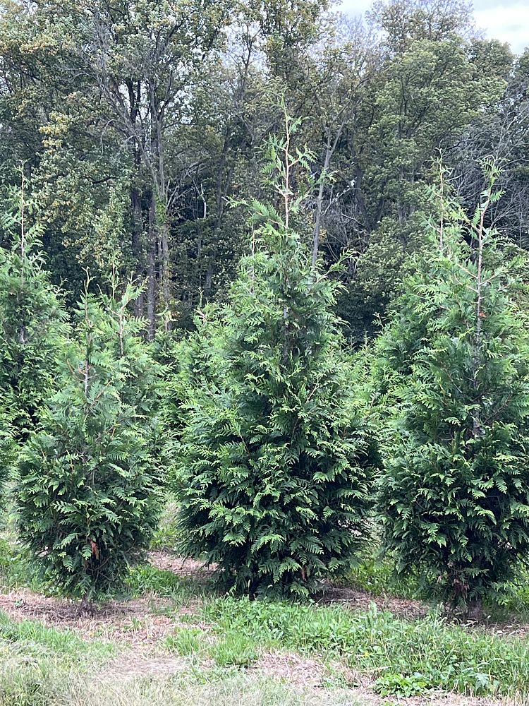 thuja-plicata-green-giant-western-red-cedar-giant-arborvitae