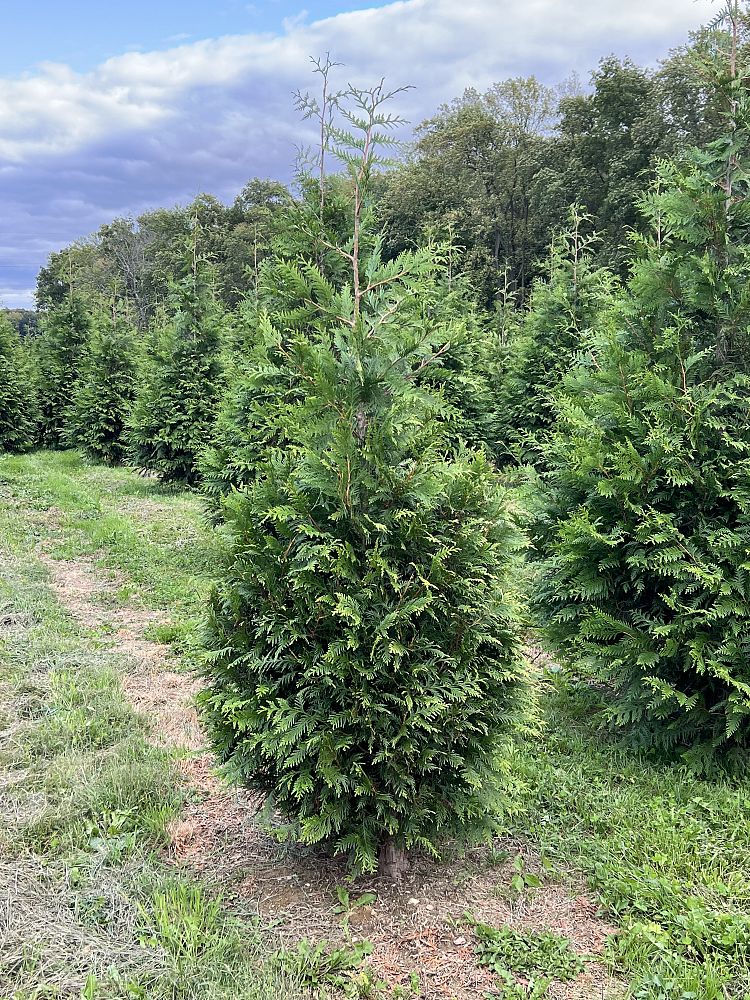 thuja-plicata-green-giant-western-red-cedar-giant-arborvitae