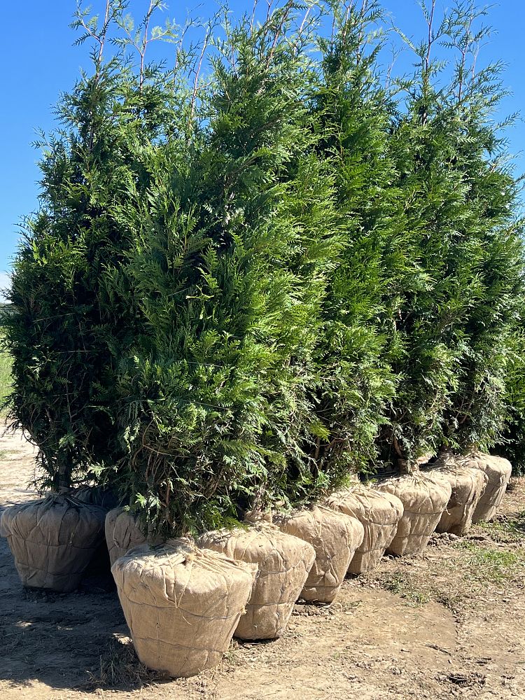 thuja-plicata-green-giant-western-red-cedar-giant-arborvitae