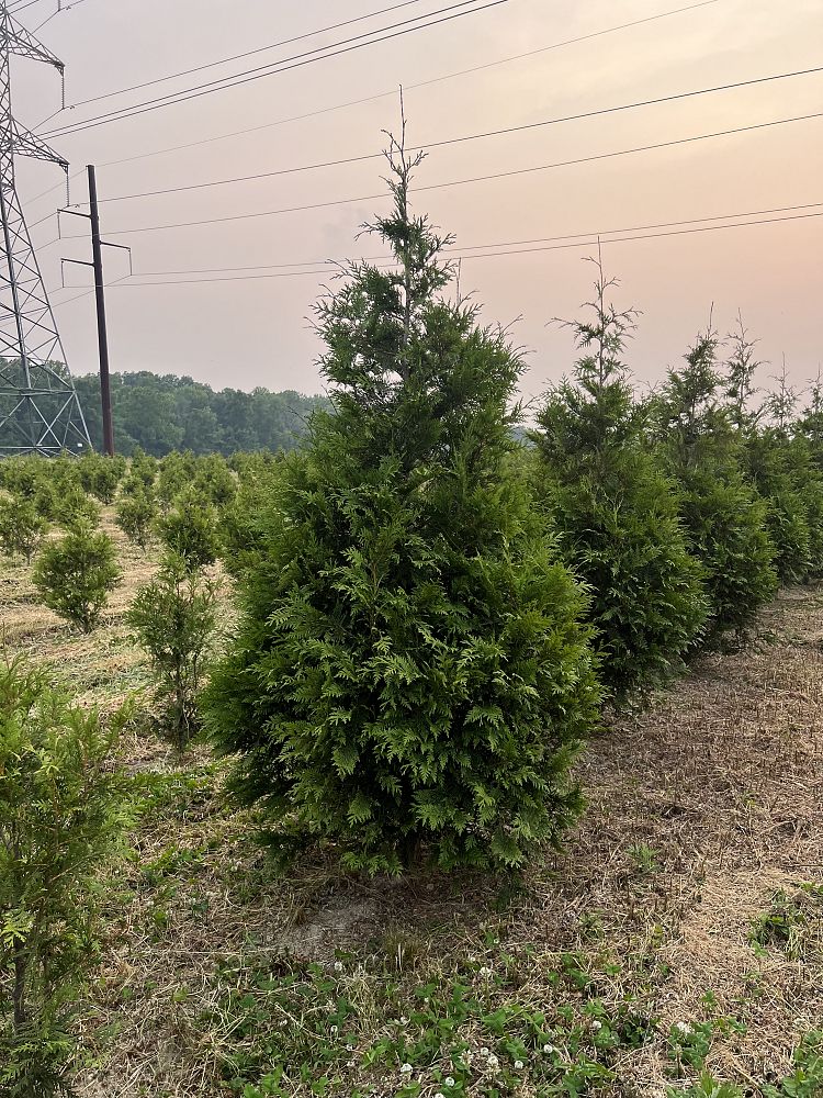 thuja-plicata-green-giant-western-red-cedar-giant-arborvitae
