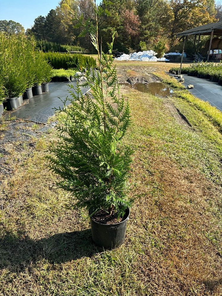 thuja-plicata-green-giant-western-red-cedar-giant-arborvitae