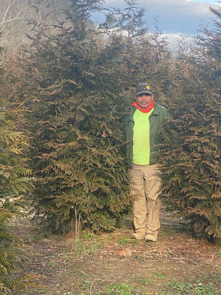 thuja-plicata-green-giant-western-red-cedar-giant-arborvitae