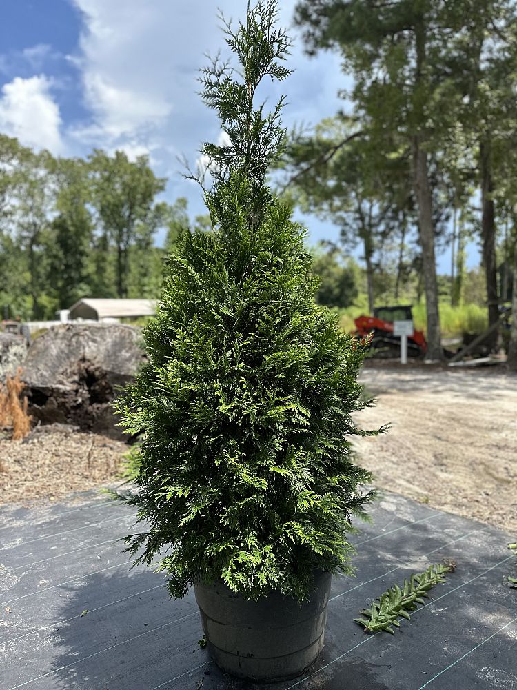 thuja-plicata-green-giant-western-red-cedar-giant-arborvitae