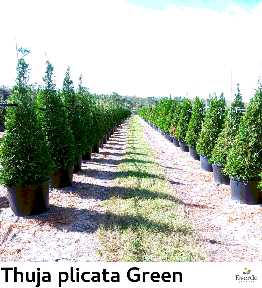 thuja-plicata-green-giant-western-red-cedar-giant-arborvitae
