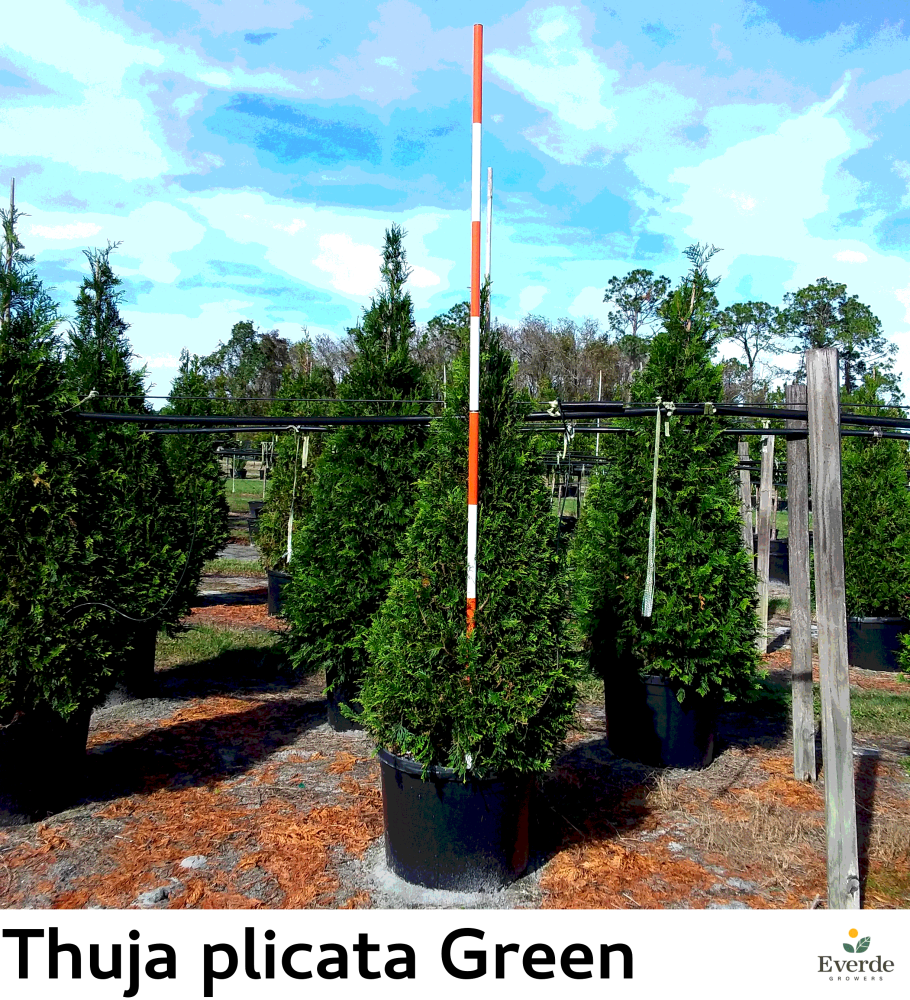 thuja-plicata-green-giant-western-red-cedar-giant-arborvitae