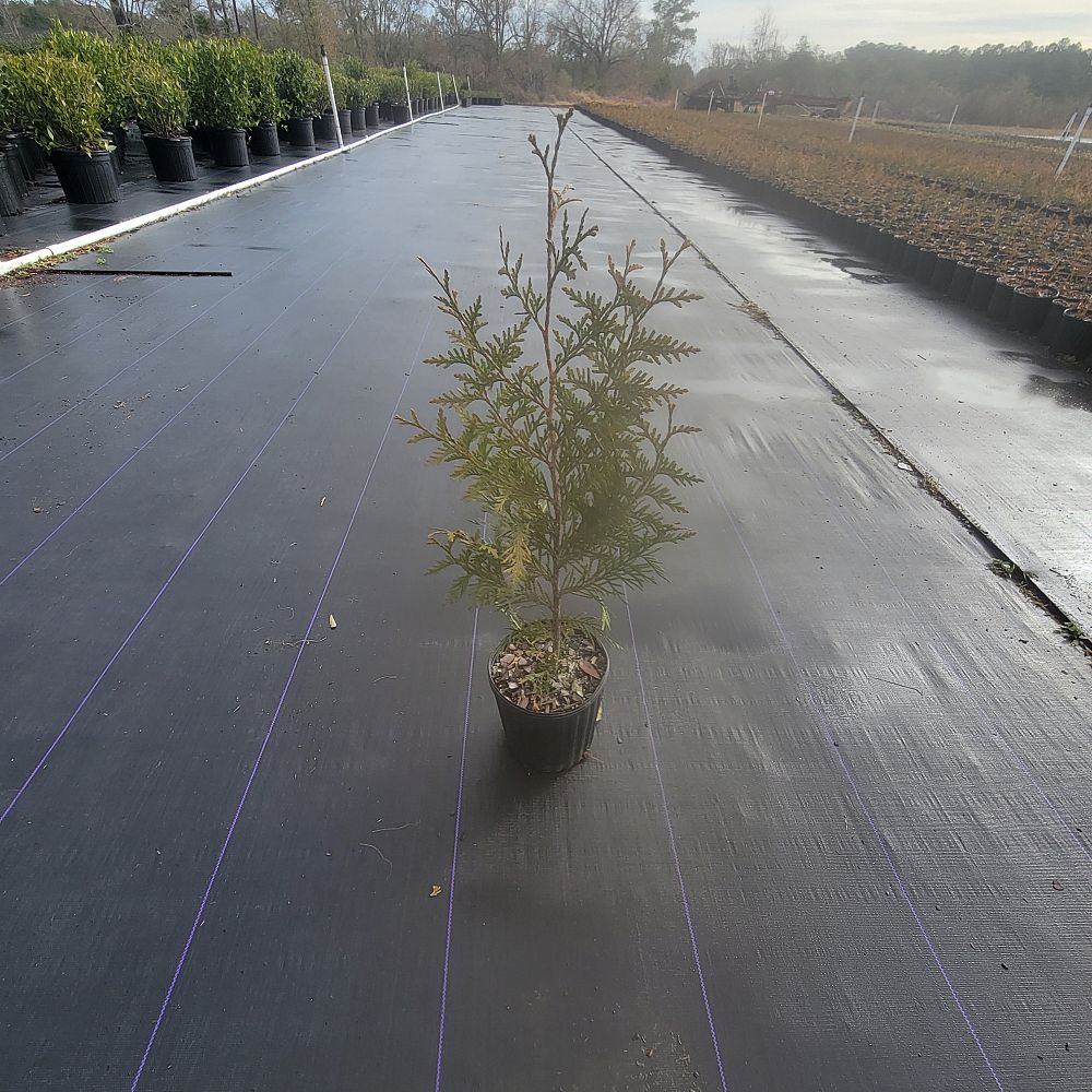 thuja-plicata-green-giant-western-red-cedar-giant-arborvitae