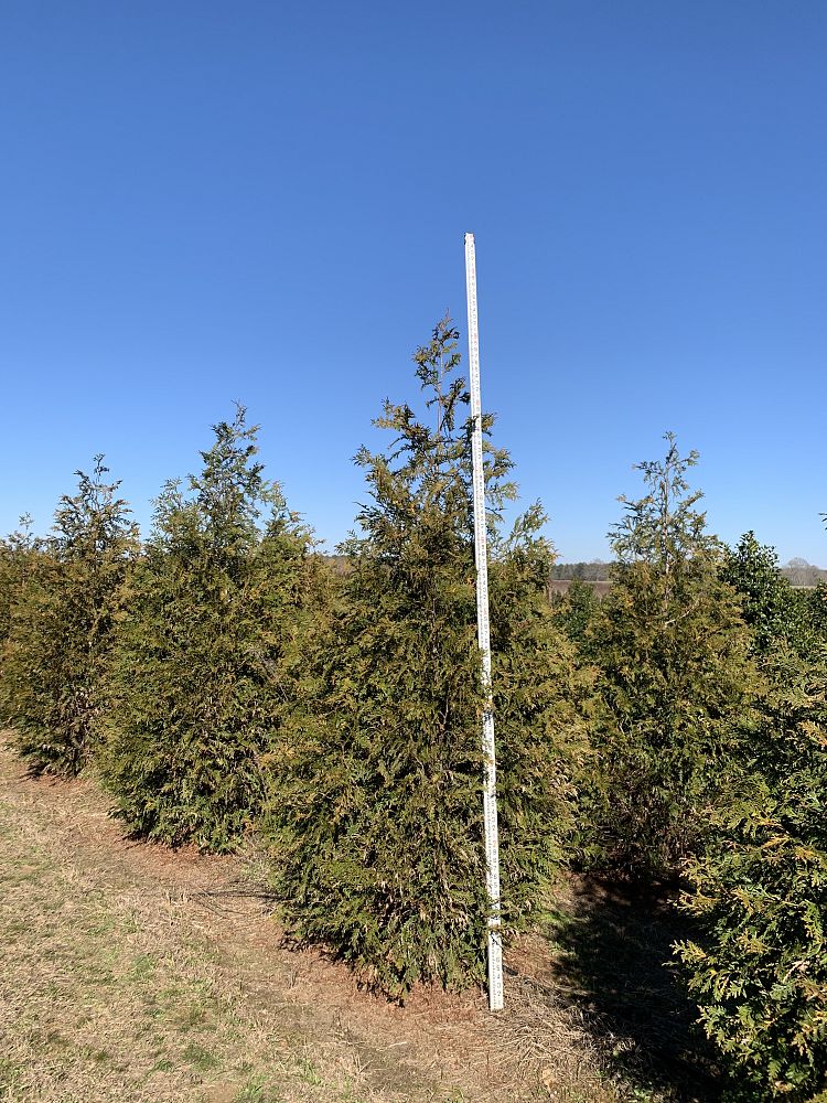 thuja-plicata-green-giant-western-red-cedar-giant-arborvitae