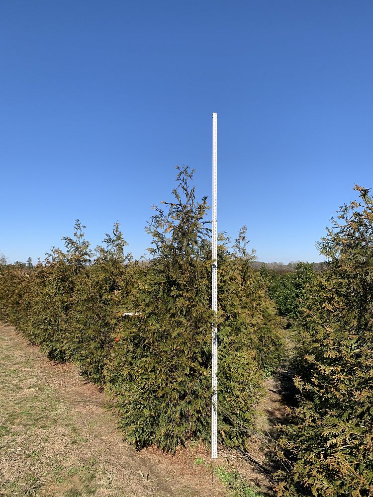 thuja-plicata-green-giant-western-red-cedar-giant-arborvitae