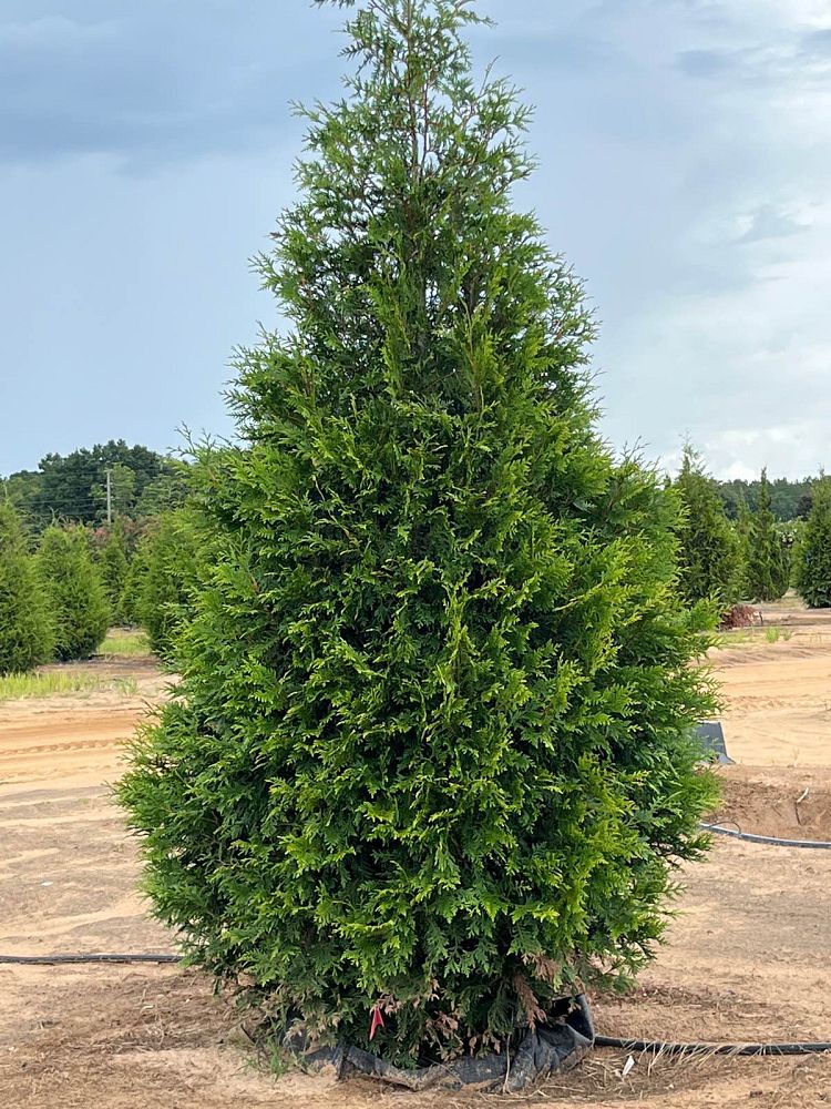 thuja-plicata-green-giant-western-red-cedar-giant-arborvitae
