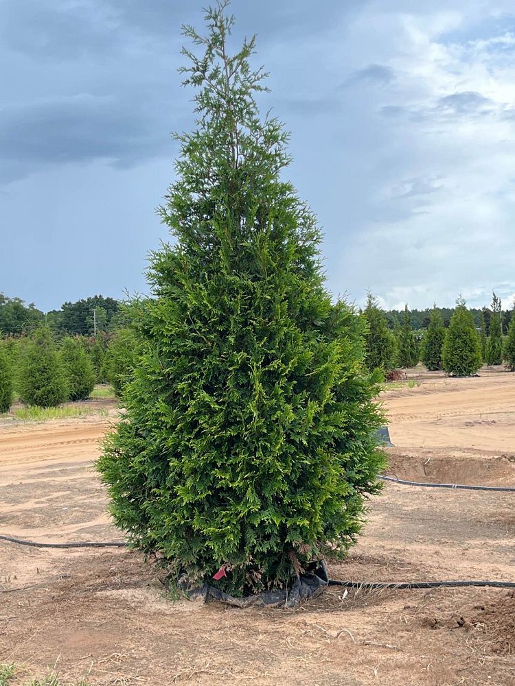 thuja-plicata-green-giant-western-red-cedar-giant-arborvitae