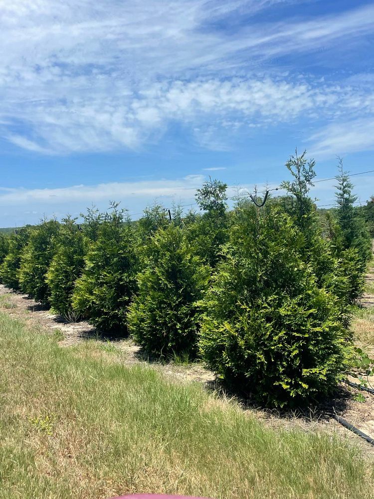 thuja-plicata-green-giant-western-red-cedar-giant-arborvitae