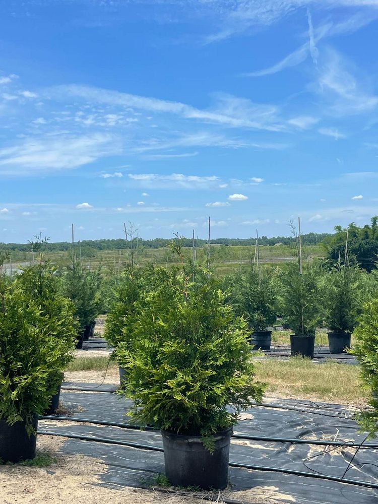 thuja-plicata-green-giant-western-red-cedar-giant-arborvitae