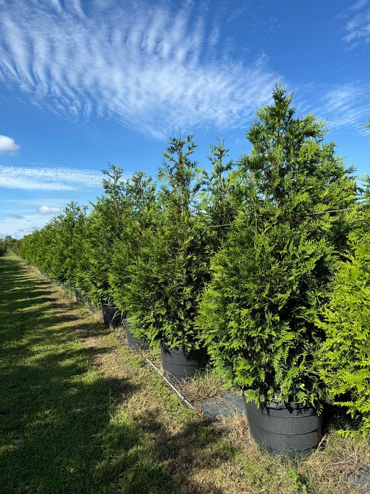 thuja-plicata-green-giant-western-red-cedar-giant-arborvitae