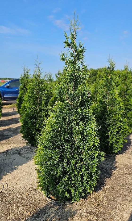 thuja-plicata-green-giant-western-red-cedar-giant-arborvitae