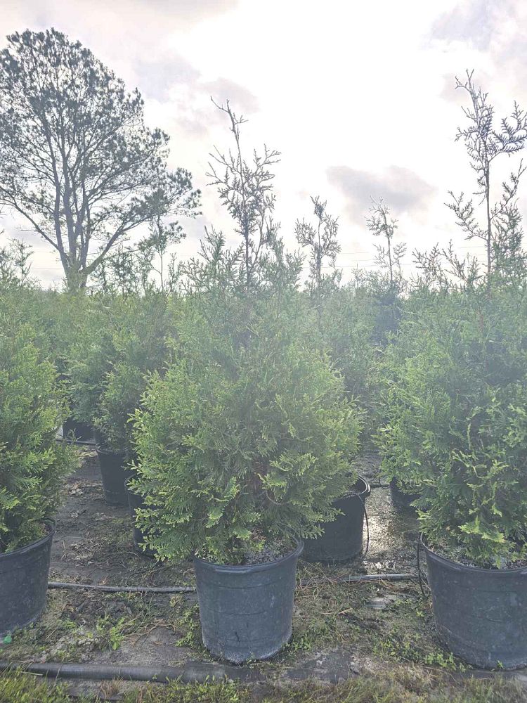 thuja-plicata-green-giant-western-red-cedar-giant-arborvitae