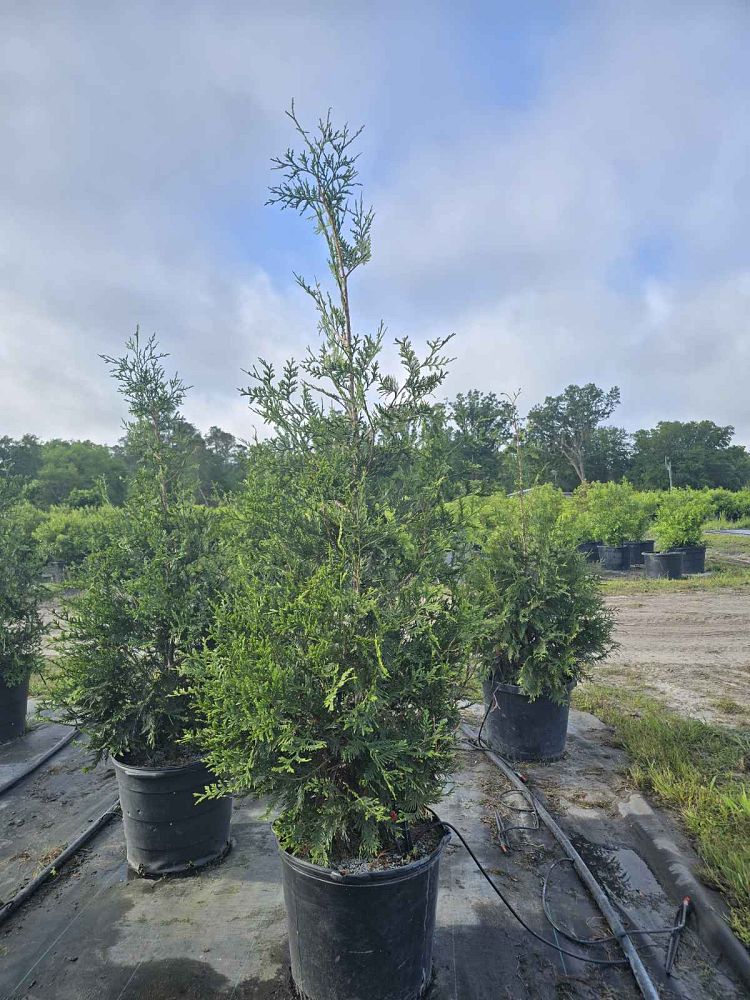 thuja-plicata-green-giant-western-red-cedar-giant-arborvitae