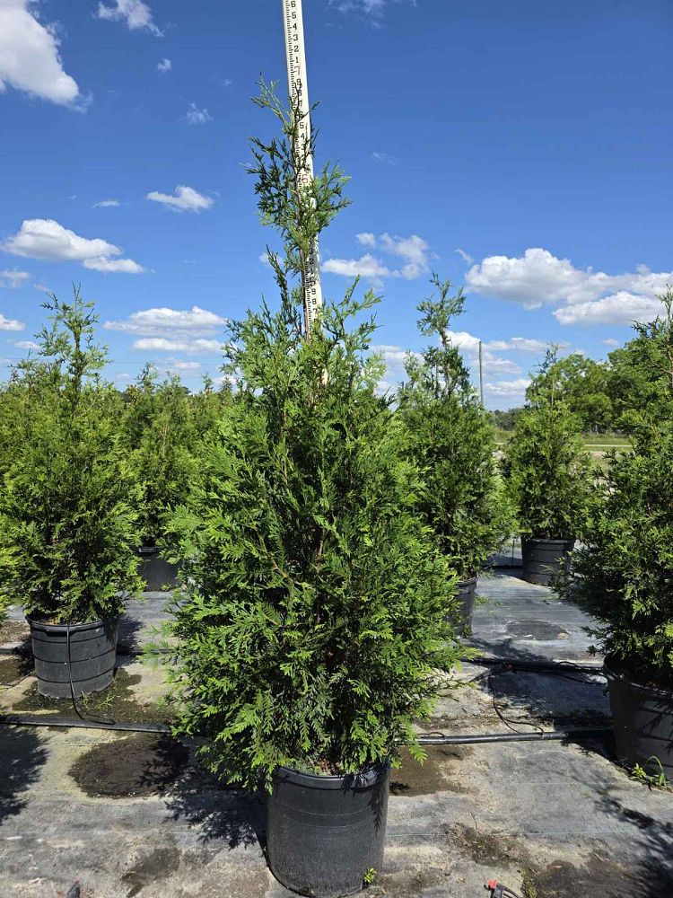 thuja-plicata-green-giant-western-red-cedar-giant-arborvitae