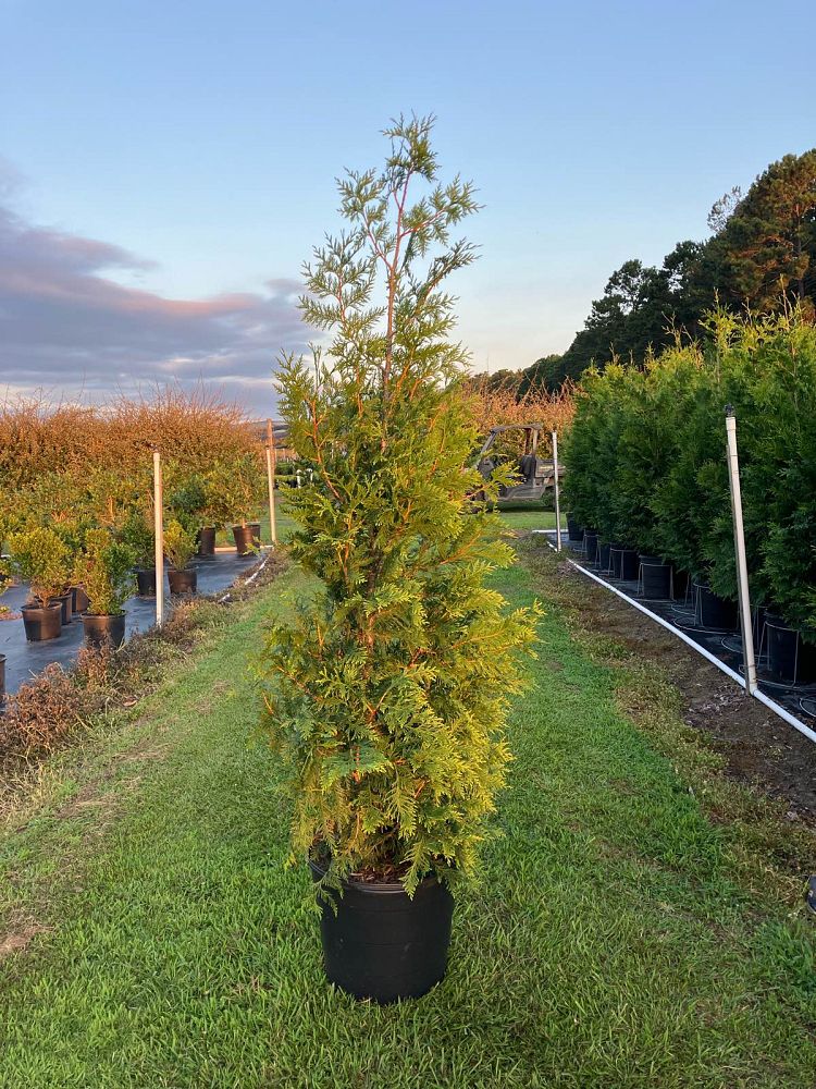 thuja-plicata-green-giant-western-red-cedar-giant-arborvitae