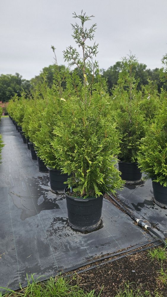thuja-plicata-green-giant-western-red-cedar-giant-arborvitae