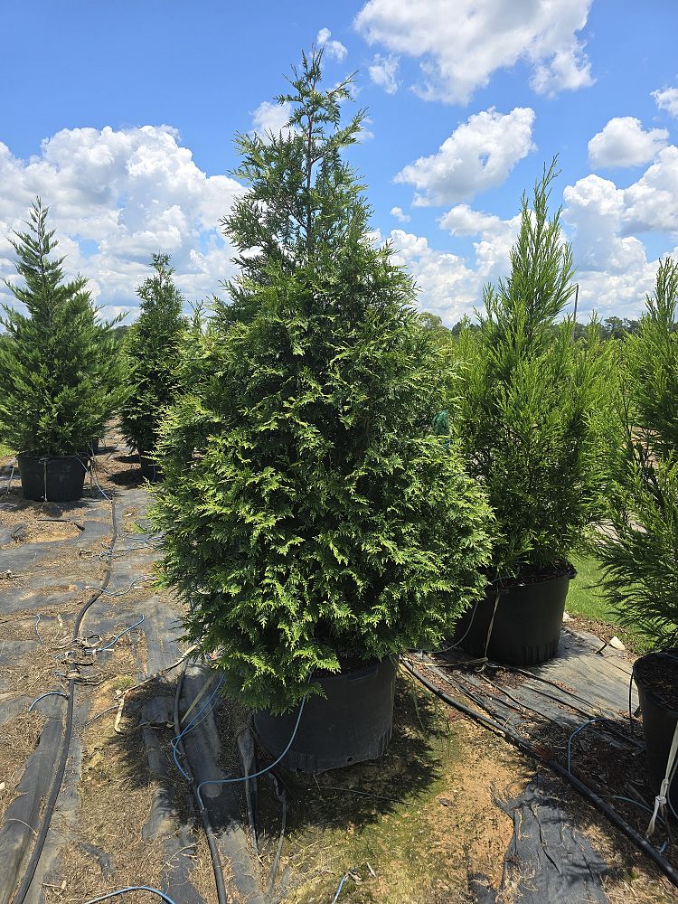 thuja-plicata-green-giant-western-red-cedar-giant-arborvitae