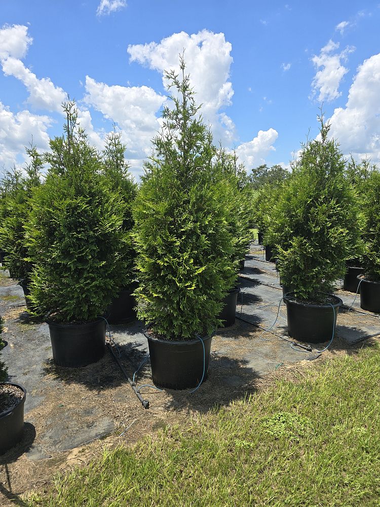 thuja-plicata-green-giant-western-red-cedar-giant-arborvitae