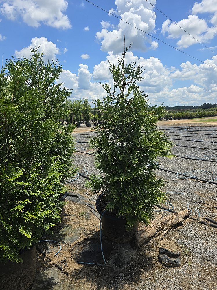 thuja-plicata-green-giant-western-red-cedar-giant-arborvitae