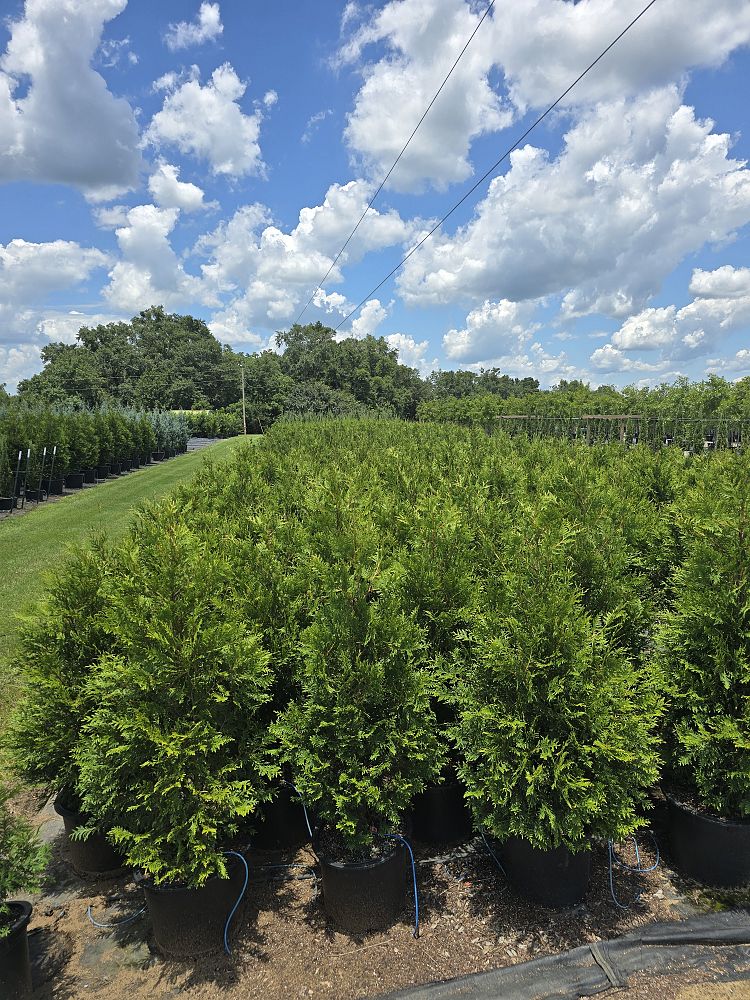 thuja-plicata-green-giant-western-red-cedar-giant-arborvitae