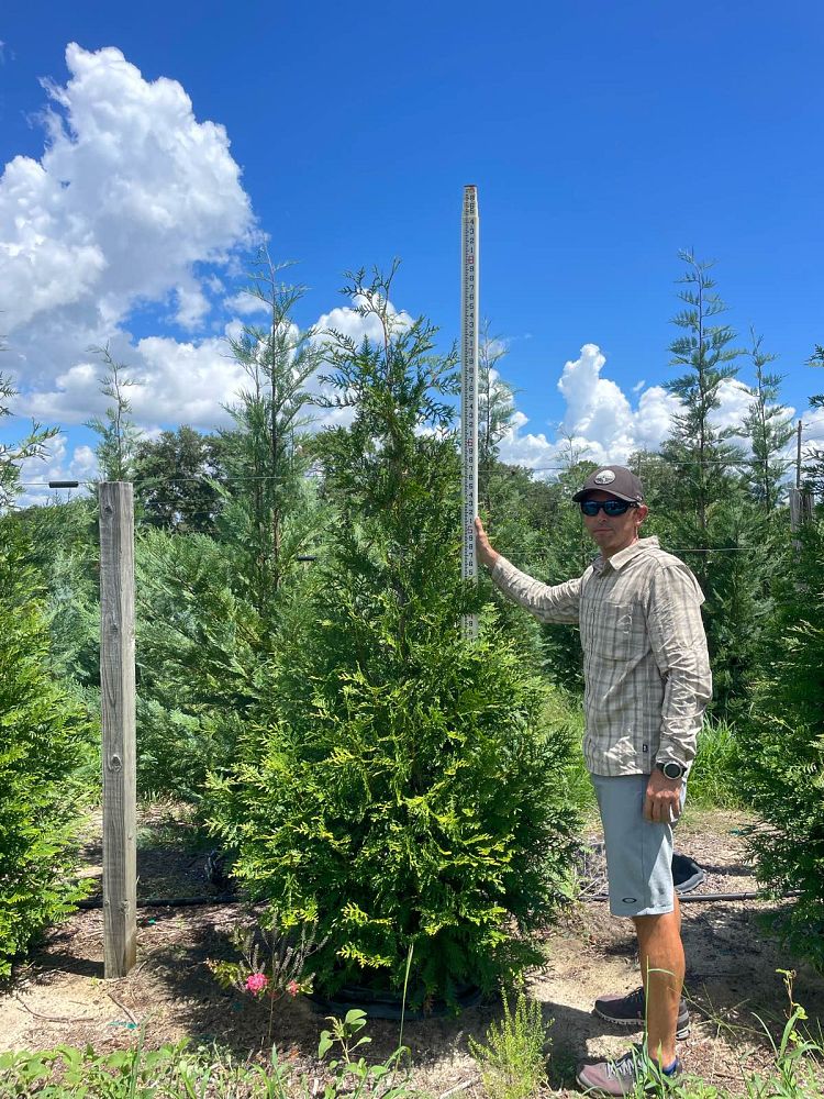 thuja-plicata-green-giant-western-red-cedar-giant-arborvitae
