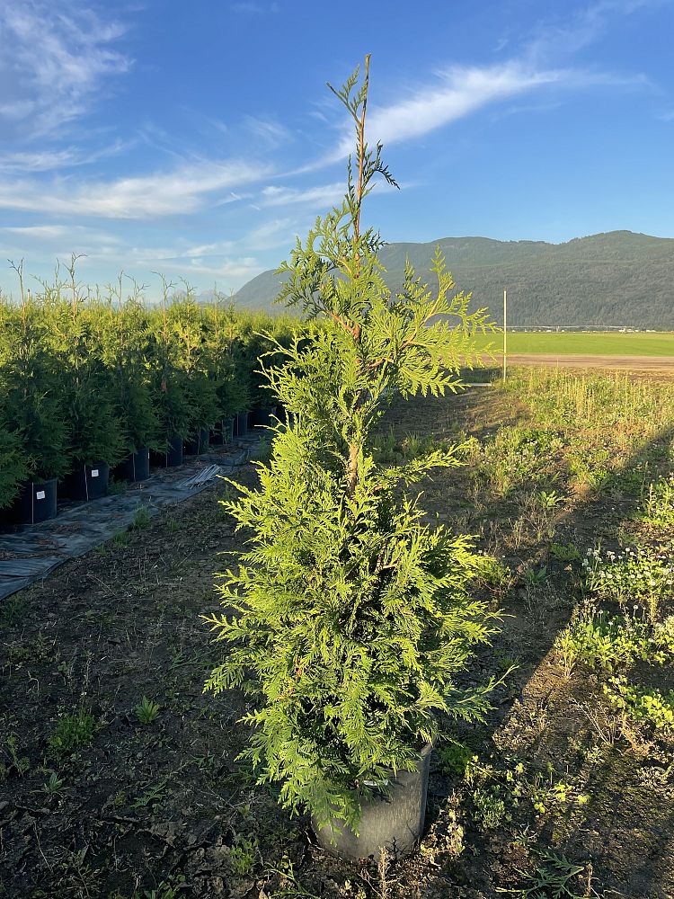 thuja-plicata-green-giant-western-red-cedar-giant-arborvitae
