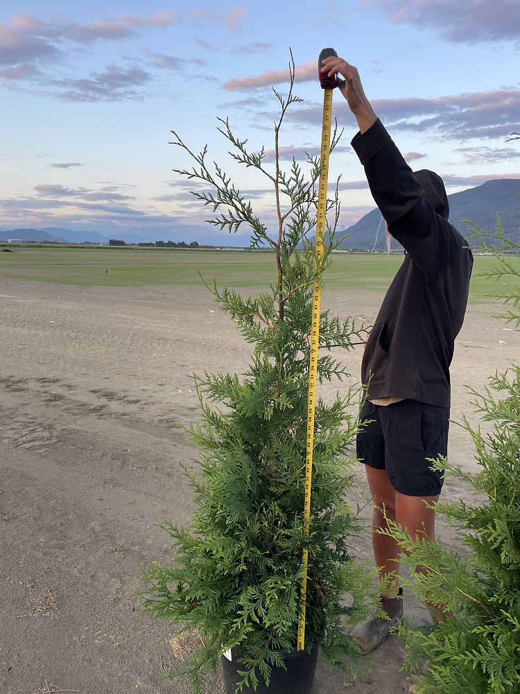 thuja-plicata-green-giant-western-red-cedar-giant-arborvitae