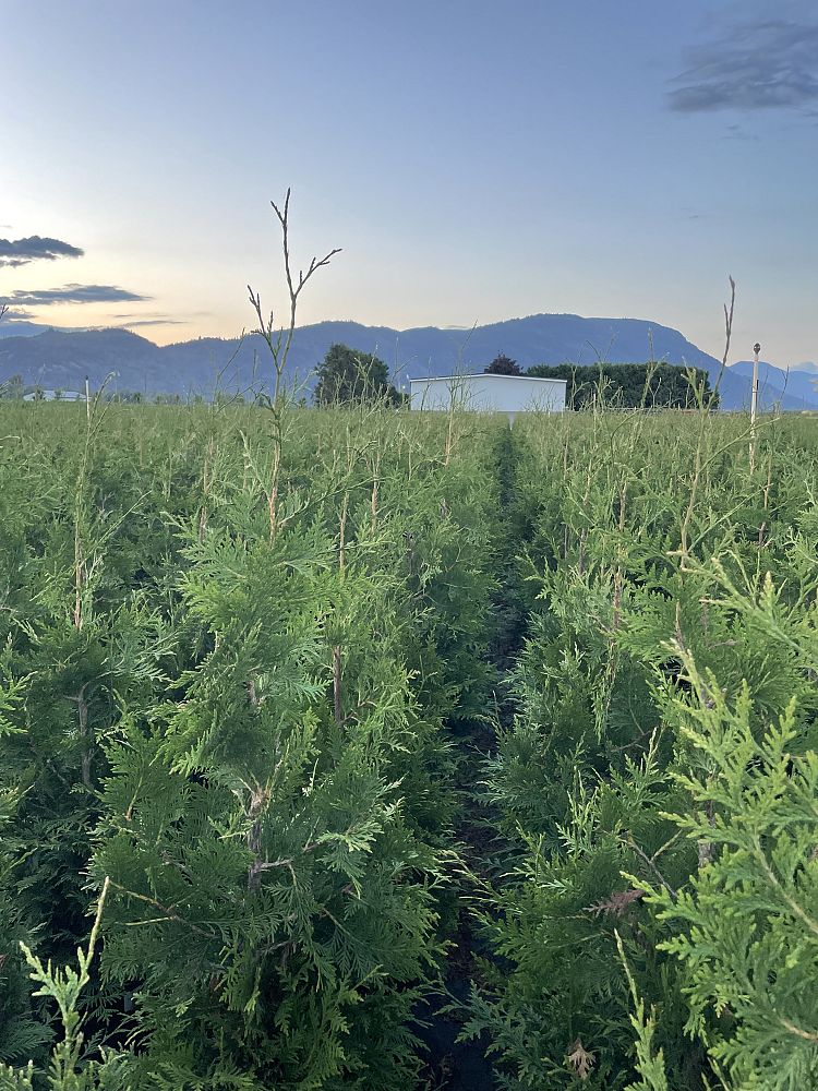 thuja-plicata-green-giant-western-red-cedar-giant-arborvitae