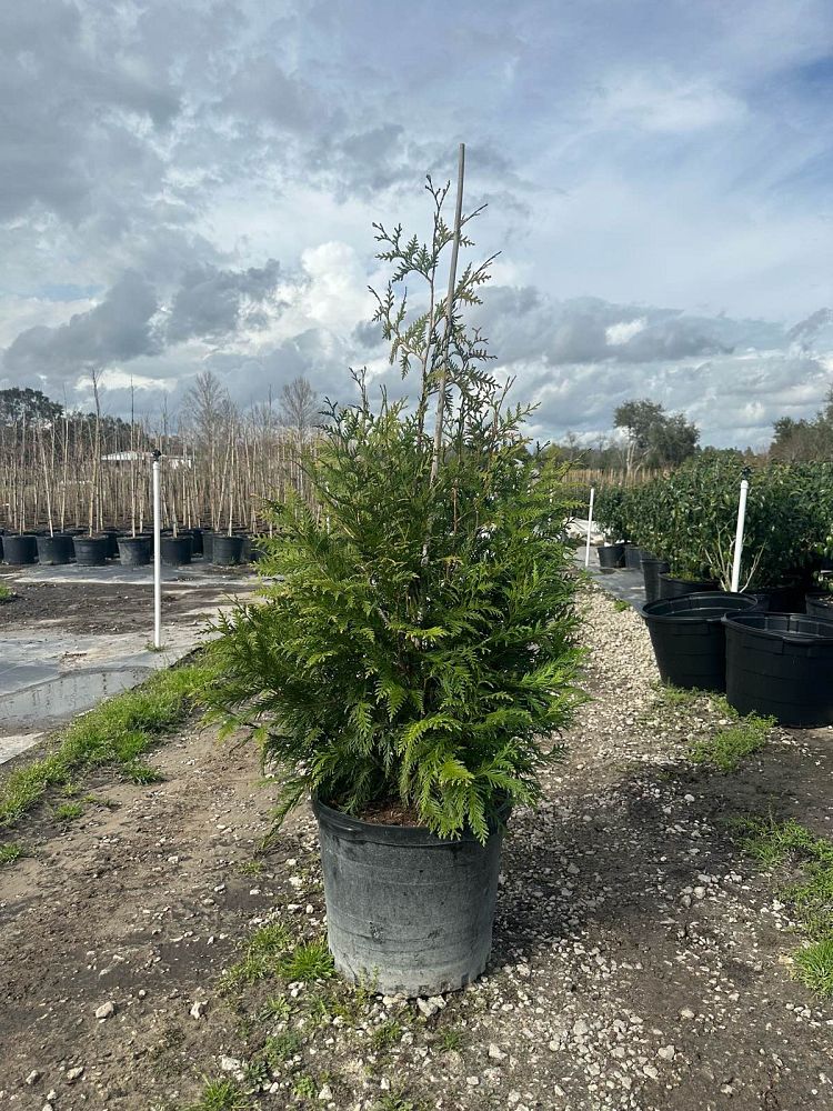 thuja-plicata-green-giant-western-red-cedar-giant-arborvitae
