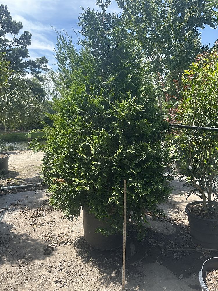thuja-plicata-green-giant-western-red-cedar-giant-arborvitae